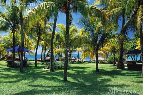 Royal Palm 17